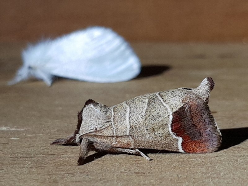Moth trapping at Eridge Rocks